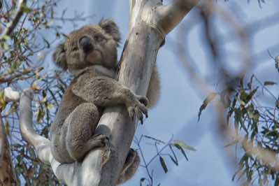 Koala Reserve