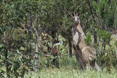 Kangaroo Reserve